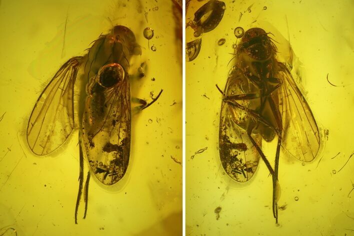 Detailed Fossil Fly & Ant In Baltic Amber #159756